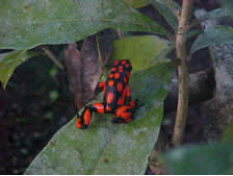 Rana Colombiana 
